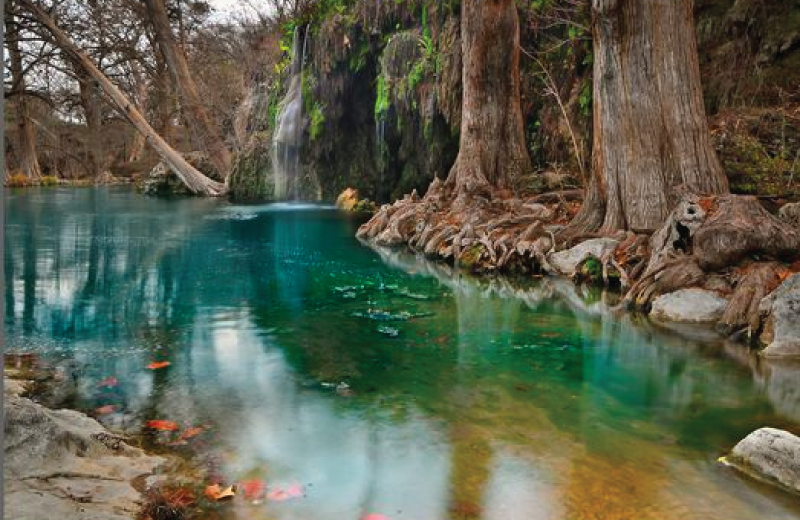 Clear turquoise water at Krause Springs flows beside tall trees with exposed roots. The water reflects the trees and sky, while red leaves float on its surface. Lush greenery hangs from the cliff above the small waterfall.