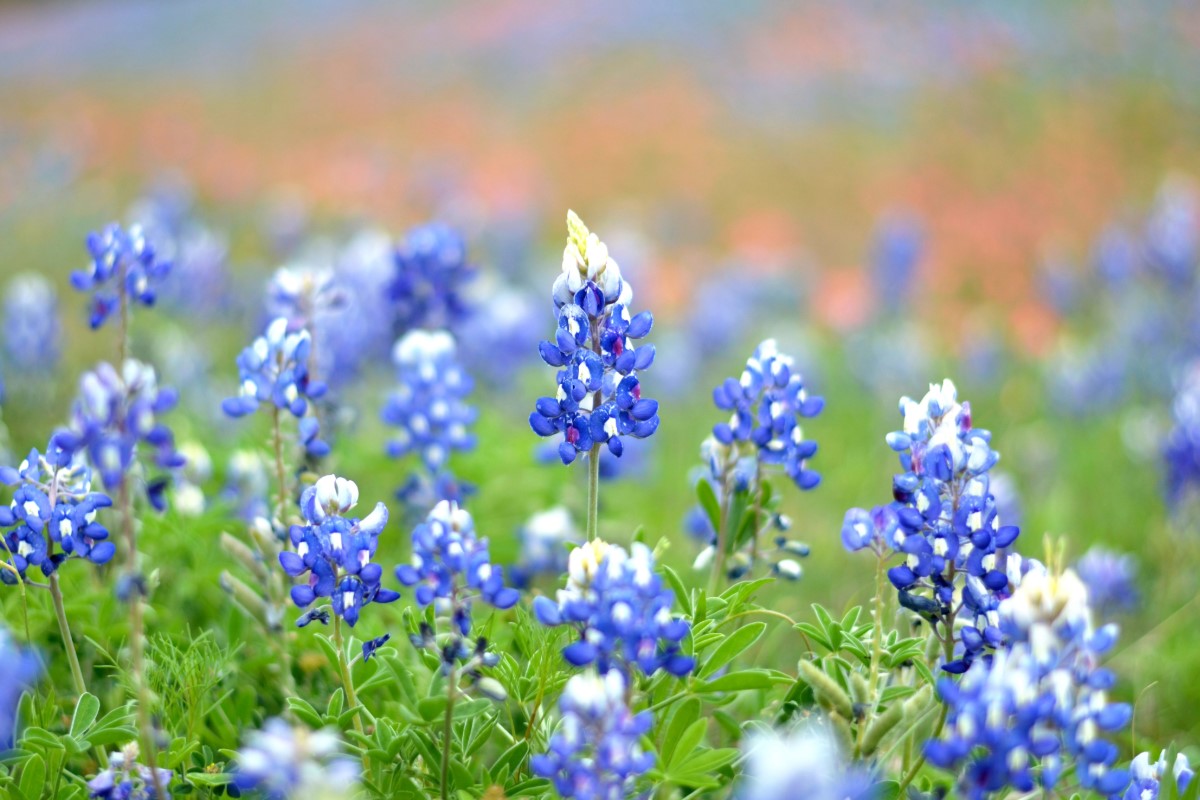 A field of vibrant bluebonnet flowers in full bloom, with clusters of blue petals and green leaves, stretches into the blurred, colorful background.