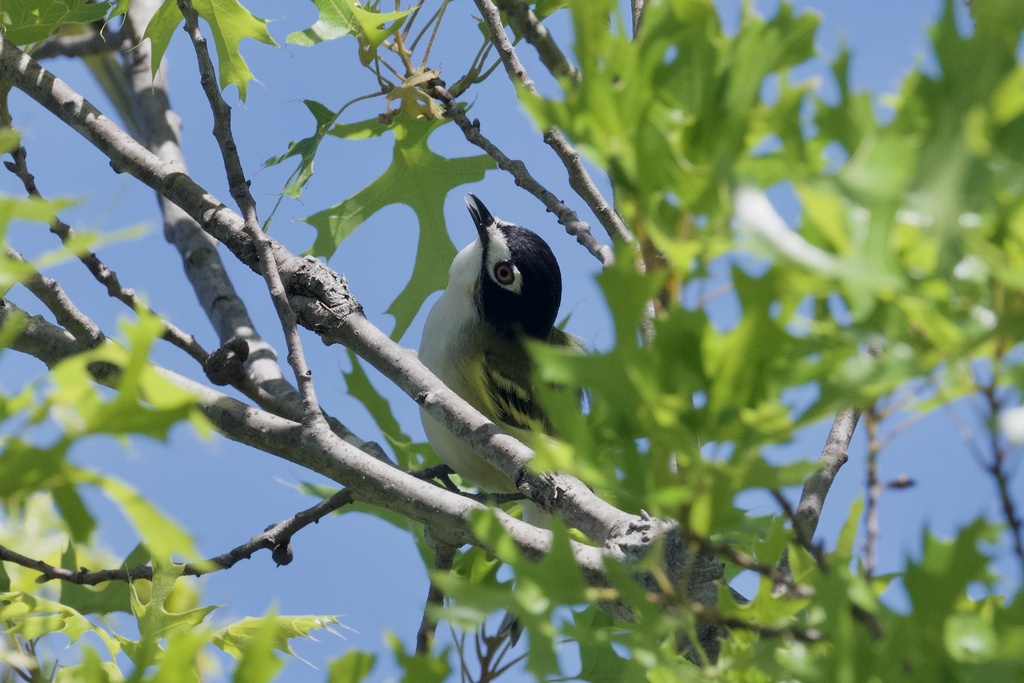 A small bird with a black cap, white face, and pale underparts perches on a tree branch, surrounded by green leaves against a blue sky.