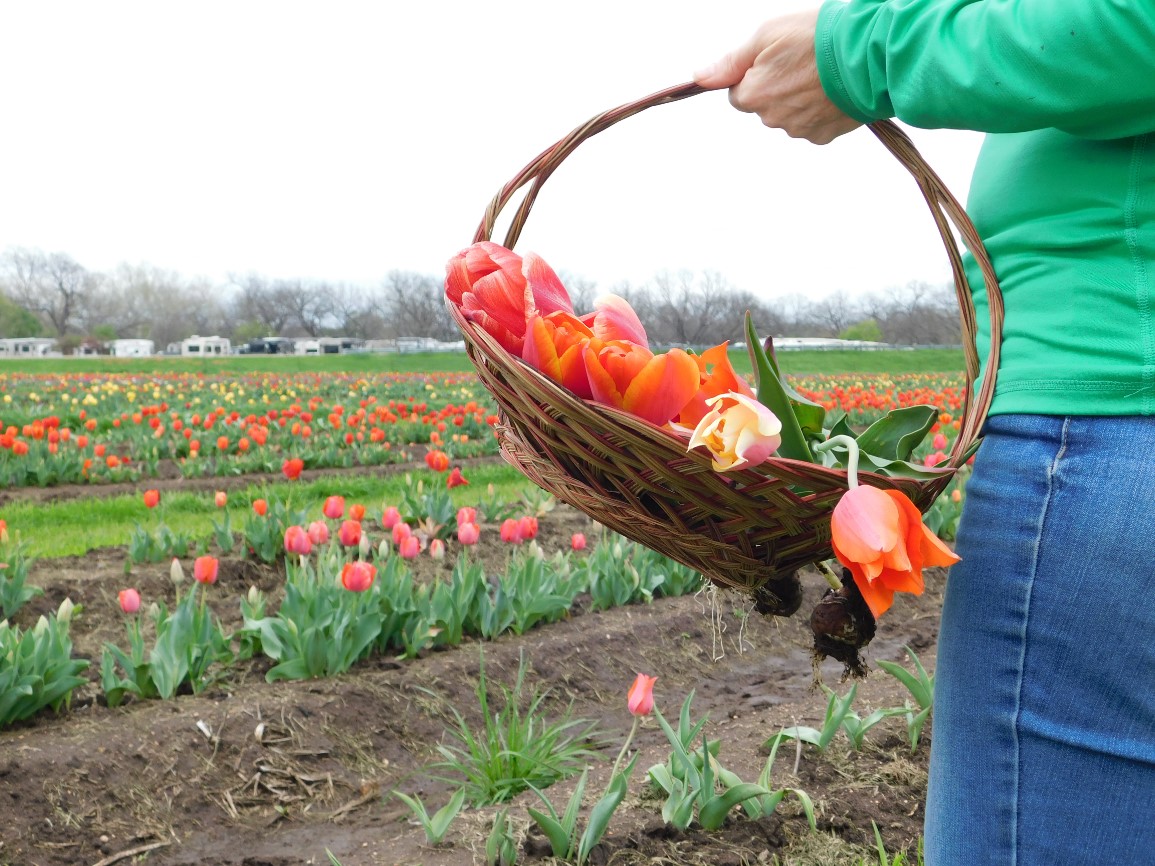 A person in a green shirt holds a basket filled with freshly picked orange and red tulips while standing in a tulip field with rows of blooming flowers on a cloudy day.