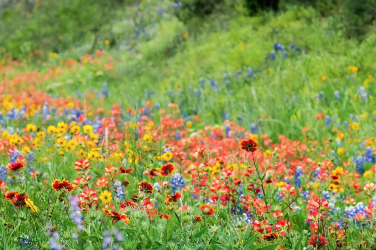 Wildflower Chronology in Burnet County