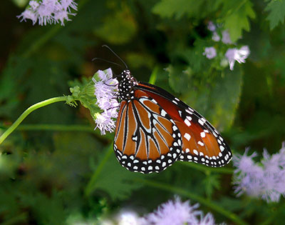 Learn about butterflies, bring them to your garden - AgriLife Today