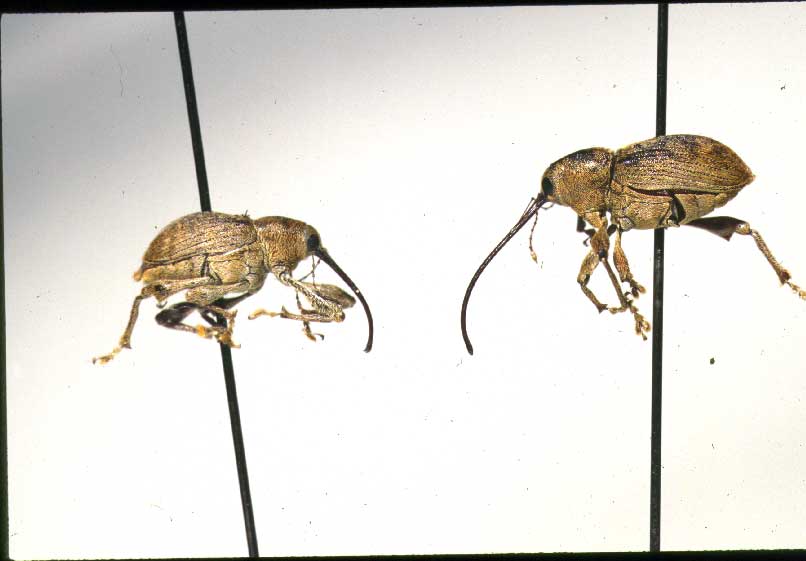 Pecan weevils are on the move, experts say. Photo by Texas A&M AgriLife Extension Service’s Bill Ree