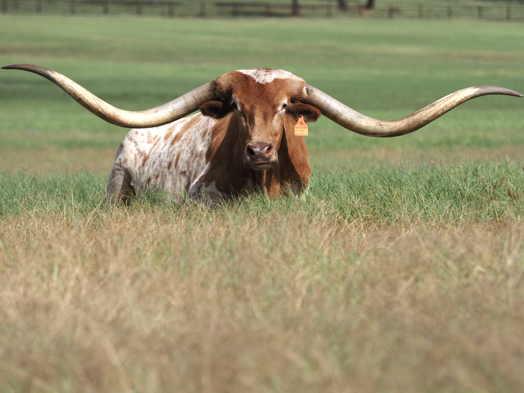 Texas longhorn