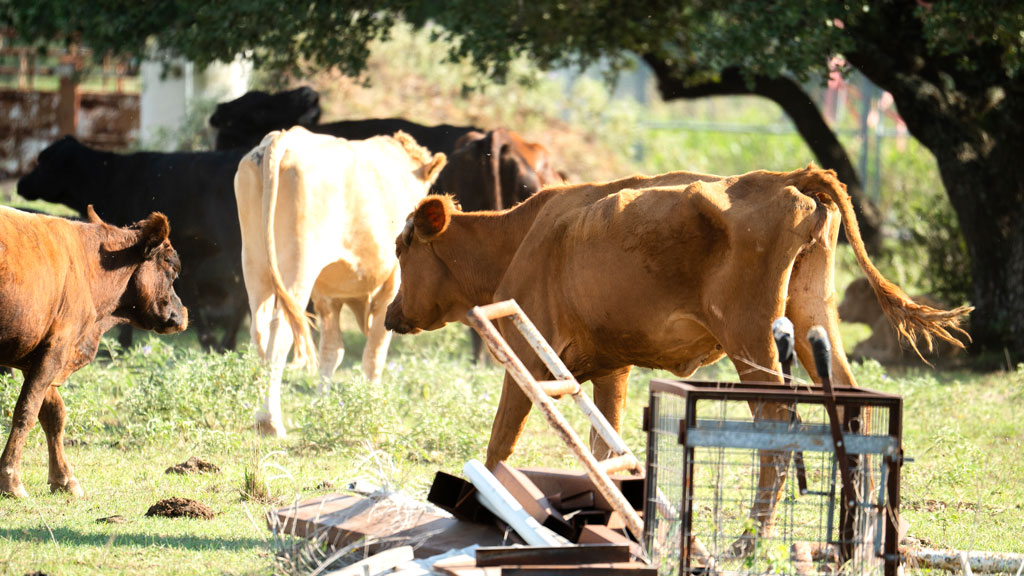 Cattle seized from Billy Wall